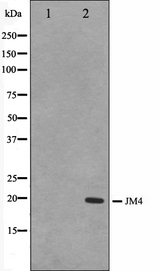 PRAF2 Antibody - Western blot analysis on LOVO cells cell lysates using JM4 antibody. The lane on the left is treated with the antigen-specific peptide.