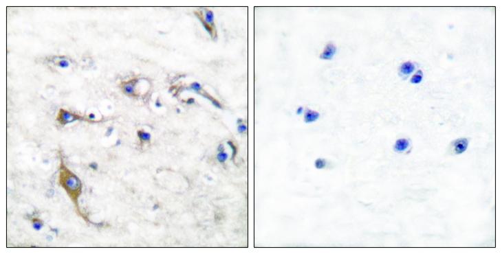 PRAF2 Antibody - Peptide - + Immunohistochemical analysis of paraffin-embedded human brain tissue using JM4 antibody.
