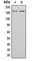 PRAGMIN / SGK223 Antibody - Western blot analysis of SGK223 (pY413) expression in U251MG (A); HeLa (B) whole cell lysates.