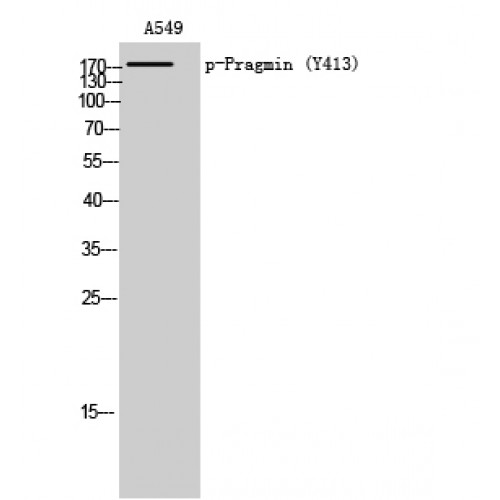 PRAGMIN / SGK223 Antibody - Western blot of Phospho-Pragmin (Y413) antibody