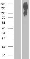 PRAGMIN / SGK223 Protein - Western validation with an anti-DDK antibody * L: Control HEK293 lysate R: Over-expression lysate