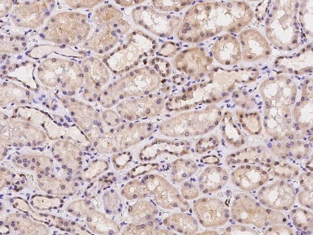 PRAM1 Antibody - Immunochemical staining of human PRAM1 in human kidney with rabbit polyclonal antibody at 1:300 dilution, formalin-fixed paraffin embedded sections.