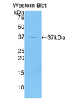 PRAME Antibody - Western blot of recombinant PRAME.