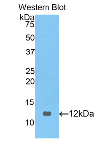 PRAME Antibody - Western blot of recombinant PRAME.