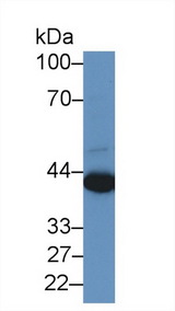 PRAME Antibody - Western Blot; Sample: Human A549 cell lysate; Primary Ab: 2µg/ml Rabbit Anti-Human PRAME Antibody Second Ab: 0.2µg/mL HRP-Linked Caprine Anti-Rabbit IgG Polyclonal Antibody
