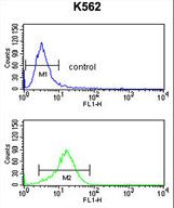 PRAME Antibody - MAPE Antibody flow cytometry of K562 cells (bottom histogram) compared to a negative control cell (top histogram). FITC-conjugated goat-anti-rabbit secondary antibodies were used for the analysis.