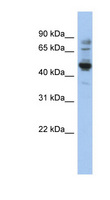 PRAME Antibody - PRAME antibody Western blot of HepG2 cell lysate. This image was taken for the unconjugated form of this product. Other forms have not been tested.