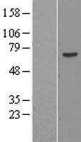 PRAME Protein - Western validation with an anti-DDK antibody * L: Control HEK293 lysate R: Over-expression lysate