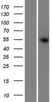 PRAMEF14 / PRAMEF13 Protein - Western validation with an anti-DDK antibody * L: Control HEK293 lysate R: Over-expression lysate