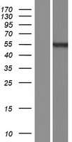 PRAMEF17 Protein - Western validation with an anti-DDK antibody * L: Control HEK293 lysate R: Over-expression lysate
