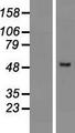 PRAMEF2 Protein - Western validation with an anti-DDK antibody * L: Control HEK293 lysate R: Over-expression lysate