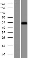 PRAMEF20 Protein - Western validation with an anti-DDK antibody * L: Control HEK293 lysate R: Over-expression lysate