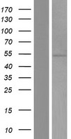 PRAMEF5 Protein - Western validation with an anti-DDK antibody * L: Control HEK293 lysate R: Over-expression lysate