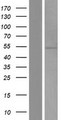 PRAMEF5 Protein - Western validation with an anti-DDK antibody * L: Control HEK293 lysate R: Over-expression lysate