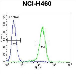 PRAMEF6 Antibody - PRAMEF6 Antibody flow cytometry of NCI-H460 cells (right histogram) compared to a negative control cell (left histogram). FITC-conjugated goat-anti-rabbit secondary antibodies were used for the analysis.