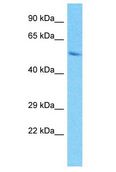 PRAMEF9 Antibody - PRAMEF9 antibody Western Blot of HepG2. Antibody dilution: 1 ug/ml.  This image was taken for the unconjugated form of this product. Other forms have not been tested.