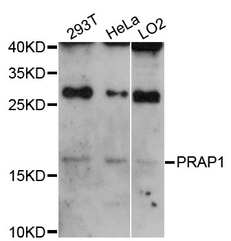 PRAP1 Antibody - Western blot analysis of extracts of various cell lines.