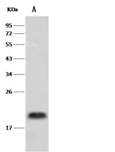 PRAP1 Antibody - Anti-PRAP1 rabbit polyclonal antibody at 1:500 dilution. Lane A: THP-1 Whole Cell Lysate. Lysates/proteins at 30 ug per lane. Secondary: Goat Anti-Rabbit IgG (H+L)/HRP at 1/10000 dilution. Developed using the ECL technique. Performed under reducing conditions. Predicted band size: 17 kDa. Observed band size: 19 kDa.
