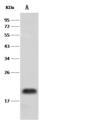 PRAP1 Antibody - Anti-PRAP1 rabbit polyclonal antibody at 1:500 dilution. Lane A: THP-1 Whole Cell Lysate. Lysates/proteins at 30 ug per lane. Secondary: Goat Anti-Rabbit IgG (H+L)/HRP at 1/10000 dilution. Developed using the ECL technique. Performed under reducing conditions. Predicted band size: 17 kDa. Observed band size: 19 kDa.