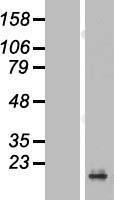 PRAP1 Protein - Western validation with an anti-DDK antibody * L: Control HEK293 lysate R: Over-expression lysate