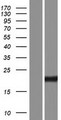 PRAP1 Protein - Western validation with an anti-DDK antibody * L: Control HEK293 lysate R: Over-expression lysate