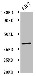 PRB1 Antibody - Western Blot Positive WB detected in: K562 whole cell lysate All Lanes: PRB1 antibody at 3.16µg/ml Secondary Goat polyclonal to rabbit IgG at 1/50000 dilution Predicted band size: 39 KDa Observed band size: 39 KDa