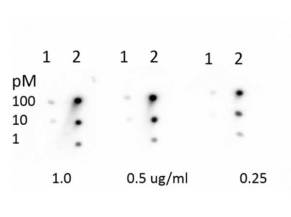PRB1 Antibody - Dot Blot of rabbit Anti-Retinoblastoma [Monomethyl Lys860] Antibody. Lane 1: Unmodified peptide Retinoblastoma peptide. Lane 2: Retinoblastoma [Monomethyl Lys860] peptide. Load: 1.0, 0.5, and 0.25 picomoles of peptide. Primary antibody: Retinoblastoma [Monomethyl Lys860] antibody at 1.0, 0.5, and 0.25 ug/ml for o/n at 4°C. Secondary antibody: Gt-A-Rb IgG HRP Conjugated Secondary Antibody 611-103-122 @1:40,000 in BLOTTO Blocking Buffer 30min @ RT. Block: 5% BLOTTO 30 min at RT.