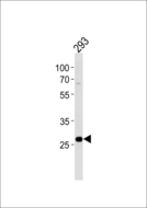 PRB4 Antibody - Western blot of lysate from 293 cell line with PRB4 Antibody. Antibody was diluted at 1:1000 at each lane. A goat anti-rabbit IgG H&L (HRP) at 1:5000 dilution was used as the secondary antibody. Lysate at 35 ug.