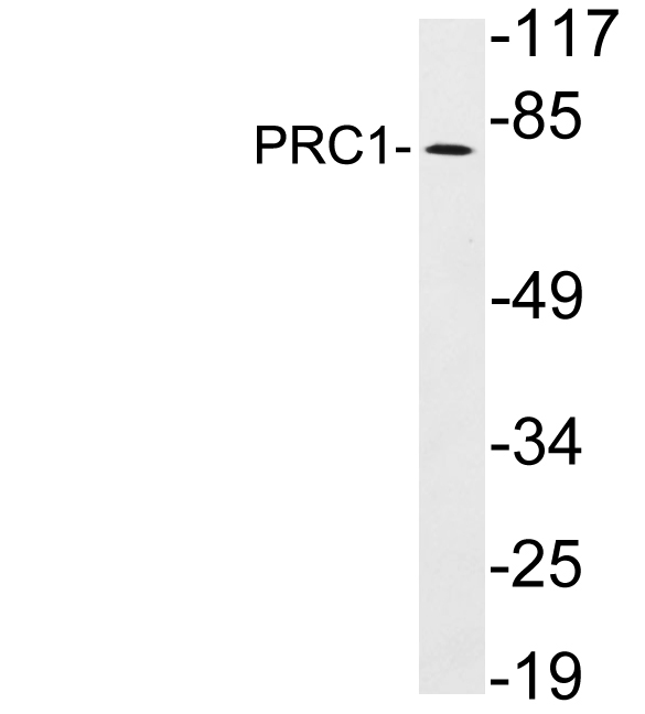 PRC1 Antibody - Western blot analysis of lysates from HeLa cells, using PRC1 antibody.