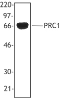 PRC1 Antibody - Hela cell extracts were resolved by electrophoresis, transferred to nitrocellulose, and probed with monoclonal antibody reactive against PRC1 (clone 6G2). Proteins were visualized using a goat anti-mouse secondary conjugated to HRP and a chemiluminescence