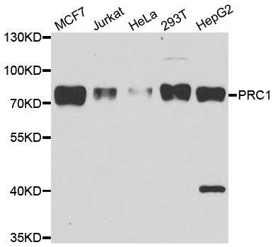 PRC1 Antibody - Western blot analysis of extracts of various cell lines.