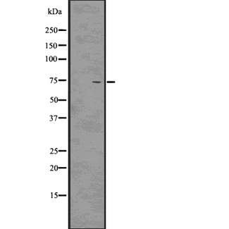 PRC1 Antibody - Western blot analysis of PRC1 using K562 whole cells lysates