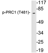 PRC1 Antibody - Western blot analysis of lysates from HeLa cells, using p-PRC1 (Phospho-Thr481) antibody.
