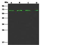 PRC1 Antibody - Anti-PRC1 rabbit polyclonal antibody at 1:500 dilution. Lane A: HeLa Whole Cell Lysate. Lane B: Jurkat Whole Cell Lysate. Lane C: Raji Whole Cell Lysate. Lane D: MDA-MB231 Whole Cell Lysate. Lysates/proteins at 30 ug per lane. Secondary: Goat Anti-Rabbit IgG H&L (Dylight 800) at 1/10000 dilution. Developed using the Odyssey technique. Performed under reducing conditions. Predicted band size: 72 kDa. Observed band size: 68 kDa.
