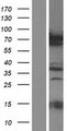 PRC1 Protein - Western validation with an anti-DDK antibody * L: Control HEK293 lysate R: Over-expression lysate