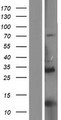 PRC1 Protein - Western validation with an anti-DDK antibody * L: Control HEK293 lysate R: Over-expression lysate