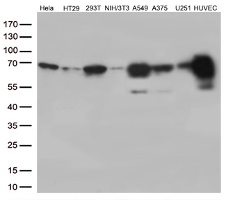 PRCC / RCCP1 Antibody - Western blot analysis of extracts. (35ug) from 8 different cell lines by using anti-PRCC monoclonal antibody. (1:500)