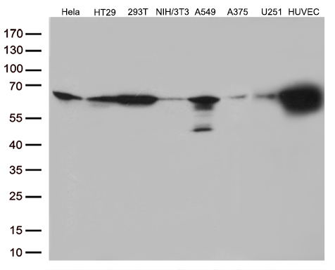 PRCC / RCCP1 Antibody - Western blot analysis of extracts. (35ug) from 8 different cell lines by using anti-PRCC monoclonal antibody. (1:500)