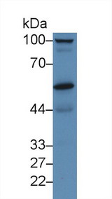 PRCP Antibody