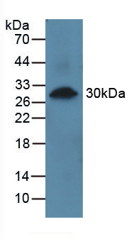 PRCP Antibody