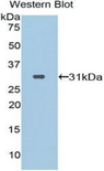 PRCP Antibody - Western blot of recombinant PRCP / PCP.  This image was taken for the unconjugated form of this product. Other forms have not been tested.