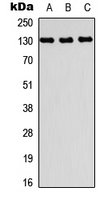 PRDM10 / TRIS Antibody - Western blot analysis of PRDM10 expression in A549 (A); NS-1 (B); H9C2 (C) whole cell lysates.