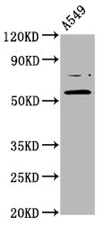 PRDM11 Antibody - Western Blot Positive WB detected in: A549 whole cell lysate All Lanes: PRDM11 antibody at 5.6µg/ml Secondary Goat polyclonal to rabbit IgG at 1/50000 dilution Predicted band size: 58, 54 KDa Observed band size: 58 KDa