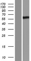 PRDM11 Protein - Western validation with an anti-DDK antibody * L: Control HEK293 lysate R: Over-expression lysate