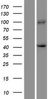 PRDM12 Protein - Western validation with an anti-DDK antibody * L: Control HEK293 lysate R: Over-expression lysate