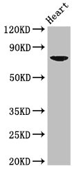 PRDM13 Antibody - Positive Western Blot detected in Mouse heart tissue. All lanes: PRDM13 antibody at 2.7 µg/ml Secondary Goat polyclonal to rabbit IgG at 1/50000 dilution. Predicted band size: 74 KDa. Observed band size: 74 KDa