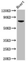 PRDM13 Antibody - Positive Western Blot detected in Mouse heart tissue. All lanes: PRDM13 antibody at 2.7 µg/ml Secondary Goat polyclonal to rabbit IgG at 1/50000 dilution. Predicted band size: 74 KDa. Observed band size: 74 KDa