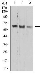 PRDM14 Antibody - Western blot analysis using *** mouse mAb against HEK293 (1), A549 (2), and HepG2 (3) cell lysate.
