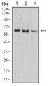 PRDM14 Antibody - Western blot analysis using *** mouse mAb against HEK293 (1), A549 (2), and HepG2 (3) cell lysate.