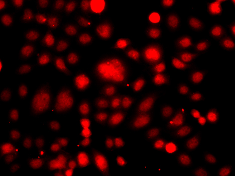 PRDM14 Antibody - Immunofluorescence analysis of A549 cells.